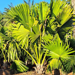 Palm Tree Live Plant, Fully Rooted in 3 Gallon Pot, Rare Tropical Plant Live for Indoor or Outdoor Growing, Huge Green Leaves