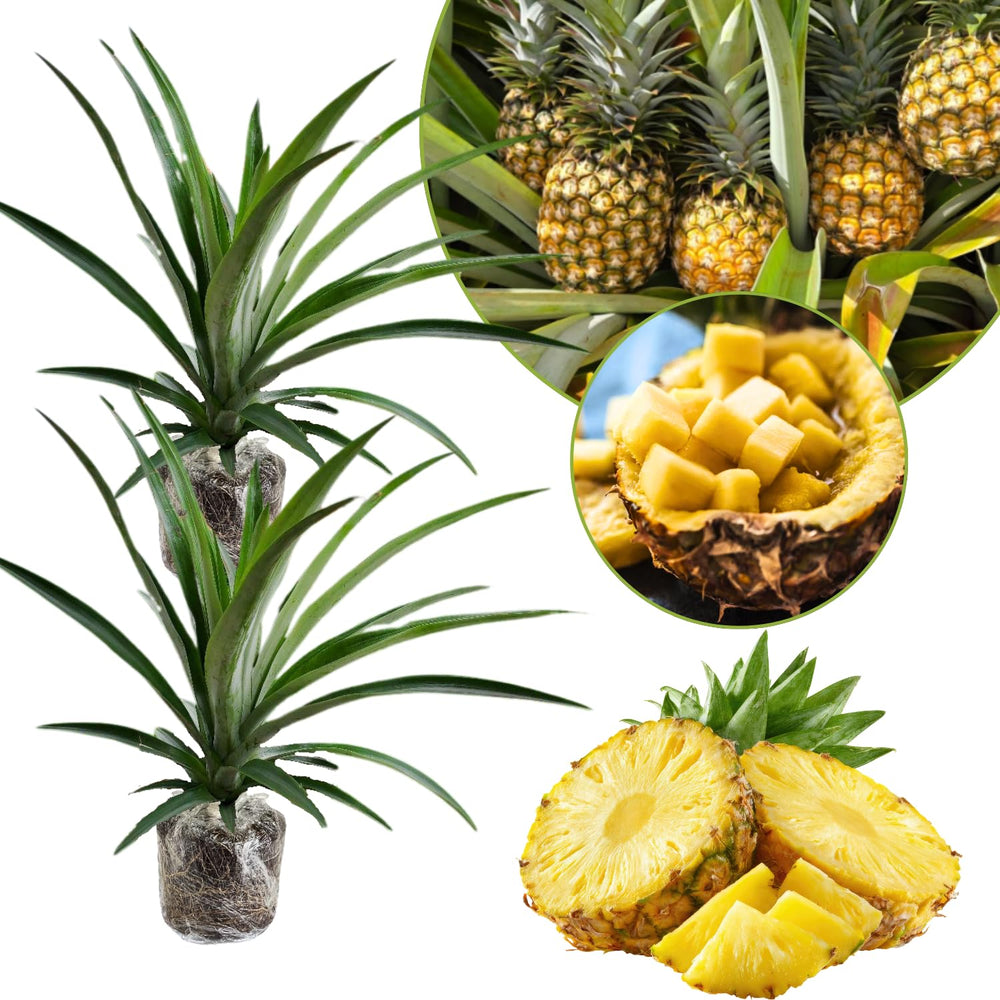 2 Pineapple Fruit Live Plants, Outdoor Garden Fruit Plant, 5-8 Inch Tall