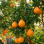 Large Sweet Mandarin Tree Live Plant, Citrus Fruit Tree in 1 Gallon Pot, Suitable for Patio or Outdoor Garden Planting