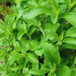 Stevia Plants Live, Herbs Garden Outdoor Indoor, Live Stevia Plant 4'' Pot