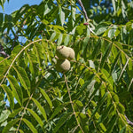 2 Black Walnut Tree Plants Live Bare Roots, 12 to 17 Inc Tall, Live Walnut Plant, Fast Growing