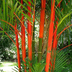 Live Palm Tree Plant in 3 Gallon Pot, No CA, Large Fully Rooted Size, Ready to Plant for Home Décor Indoor Outdoor Landscape, Rare Palm Trees, Red Crownshaft Palm