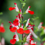 3 Sage Salvia Plants Live, Perennial Flowering Bushes, Bicolor Red White Blooms, 4-8 Inch Tall