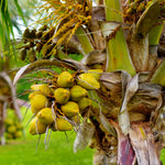 Dwarf Coconut Tree Live Plants, Well Rooted from 2 to 3 Feet Tall, Green and Yellow Coconut Plant, Tropical Fruit for Indoor Outdoor Planting