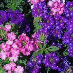 Set of 2 Live Purple Verbena Plants, Hardy Verbena Flowers, 4-8 Inches Tall, Ready for Planting