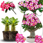 02 Pink Desert Rose Live Plants, Starter Adenium 3-6 Inches Tall, No Pot, No Flower, Tropical Flowering Succulent Plants for Indoor Outdoor Growing