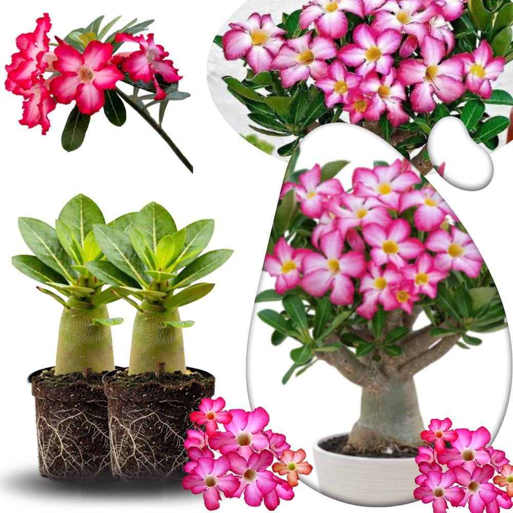 02 Pink Desert Rose Live Plants, Starter Adenium 3-6 Inches Tall, No Pot, No Flower, Tropical Flowering Succulent Plants for Indoor Outdoor Growing