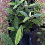Loquat Fruit Tree 10-14" Tall, Half-Gallon Pot, Well-Rooted Loquat Plant for Garden and Orchard Planting
