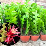 Pink Fishbone Cactus Plant Live in 4" Pot, Well-Rooted Epiphyllum Houseplant Succulents Cactus Plant Live for Home Decoration Indoor Outdoor, No CA
