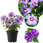 Althea Rose of Sharon Bush Live Plants 6-14 Inc Tall, Purple Hibiscus Plant Live, in Pot, Fragrant Rose of Sharon Plant Outdoor (Purple)