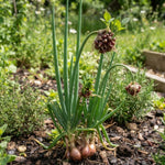 10 Egyptian Walking Onion Bulbs, Perennial Onion Topsets for Planting