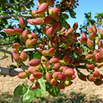 Set 2 Pistache Tree Bare Roots 1-2 Feet Tall, Dormant Hardy Pistache Nut Tree Seedlings, Gardens and Landscapes Planting