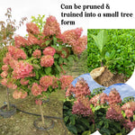 Dormant Hydrangea Live Plant Bush Shrub for Planting, 5 to 9" Hydrangea Tree Plant for Outdoor Planting, Change Color Flower Blooms (Pink to White to Red - Trim as Tree Hydrangea)