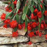Easter Cactus Plants Live, Vibrant Color, Size 5-9" in Tall, No Pot, Spring Bloom Housplant Indoor Outdoor Succulent Cacti (Red)