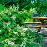 Hydrangea Plant Live Tree Dormant in Winter, Vibrant Color Bloom, 5-11" Well-Rooted Hydrangea Shrub Bush for House Planting Outdoor (Snow)