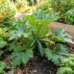 2PPP Green Zucchini Live Plants, 4-6" Tall in 4" Pot, Vegetable Plant