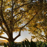 Live Sycamore Tree in Quart Pot, Hardy Shade Tree for Growing Outdoor, Dormant in Winter