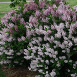 Lavender Lilac Tree, Compact Fragrant Flowering Lilac Shrub for Garden and Landscape, Lilacs in Quart Pot