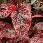 3 Packs Rare Deep Red Begonia Angel Wing Maculata Live Plants, 5-9 Inch Tall, Indoor Outdoor Polka Dot Begonia