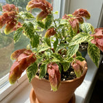 2 Variegated Shrimp Plants Live, 4-7 Inc Tall, Vibrant Flower Starter Plant for Garden or Patio