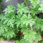 Citronella Live Plant, Fragrant Herb in 4 Inch Pot for Indoor or Outdoor Growing