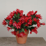 Easter Cactus Live Plant, Vibrant Blooming Cactus for Indoor Outdoor Gardens, 4-8'' Tall, No Pot (Red Blooms)