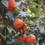 Clementine Mandarin Tree Plant, Live Tangerine Citrus Tree 1-2 Ft Tall in Gallon Pot, Cold Hardy Citrus Tree for Planting