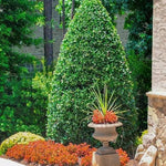 Oak Holly Tree Live Plant in Gallon Pot, Holly Shrub, Ornamental Holly Live Plant