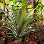 Gold Pineapple Plants Live, Fragrant Pineapple Tree, Edible and Fruit Bearing for Gardens and Patios, 4 to 6 Inches Height