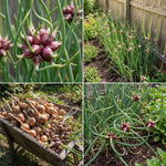 Set 10 Walking Onion Bulbs, Walking Onion Topset Bulb for Planting