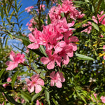 Pack of 2 Mix Oleander Plant Live, Multicolor Oleander Live Plant, 5 to 7 Inches Tall, Flowering Ornamental Shrub, Easy Care Outdoor Plant