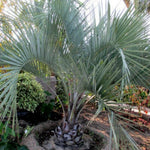 Live Palm Tree Plant in 3 Gallon Pot, No CA, Large Fully Rooted Size, Ready to Plant for Home Décor Indoor Outdoor Landscape, Rare Palm Trees, Jelly Palm