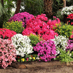 Mix Azalea Live Plant, Rhododendron Flowering Shrub for Outdoor Planting, 10 Inches Tall, Hardy Azalea Bush for Landscape and Garden