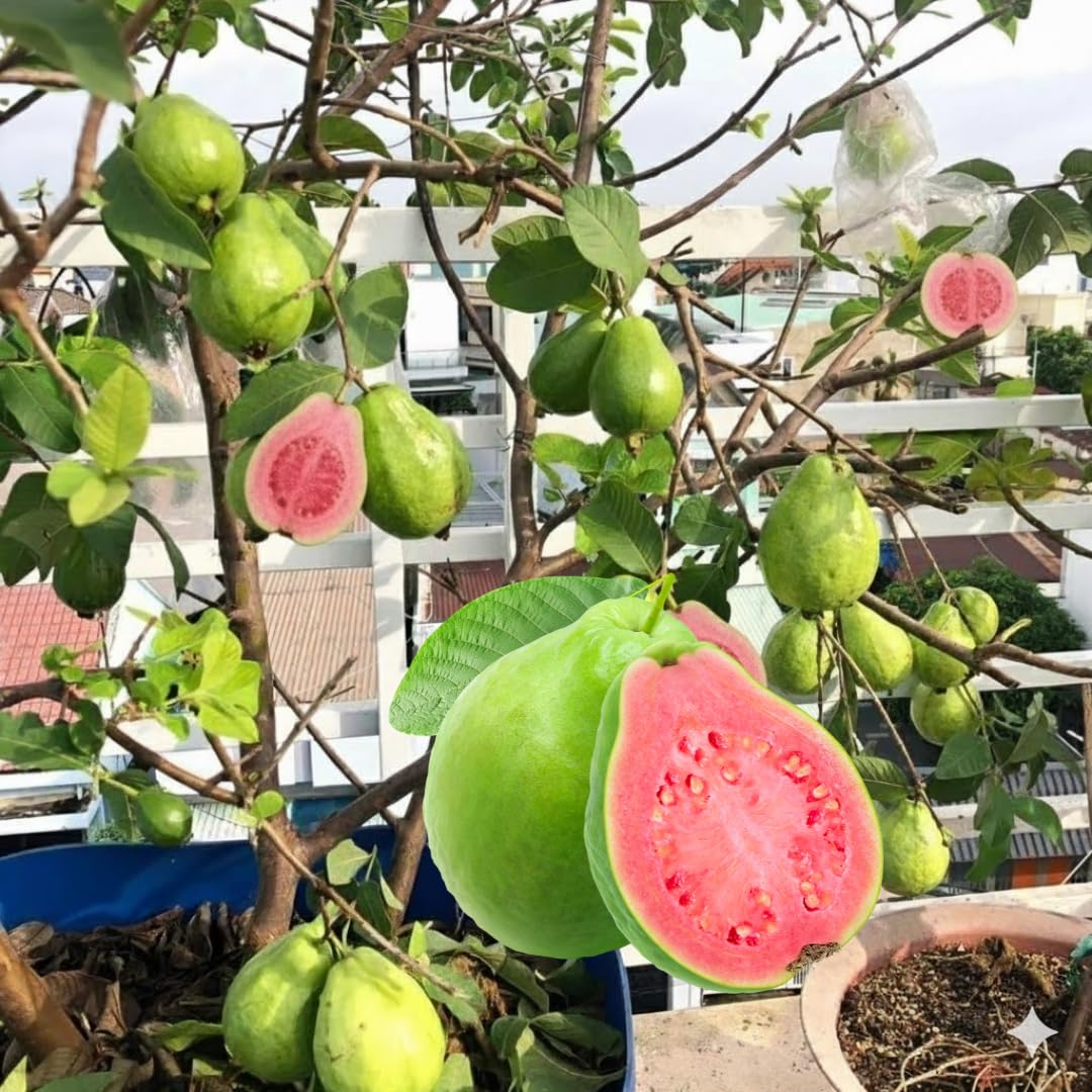 2 Pink Guava Trees Live Plants 4-6" Seedling, Pink Guava Tree Tropical Fruit, Zone 9-11, Cold Hardy, No Pot, No CA