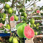 Sweet Pink Guava Tree Live Plant for Outdoor Planting, Tropical Fruit Tree Fragrant and Sweet, Starter Size, 5-9" in Tall