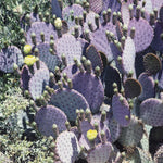 Live Purple Prickly Pear Cactus, 6-8 Inches Tall, Hardy Succulent Plant for Indoor or Outdoor Growing