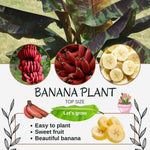 Banana Plant Live, Ornamental Zebrina Banana Tree Live Plant, Hardy Banana Fruit Seedling 4 to 8 Inch Tall, Indoor Outdoor