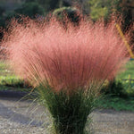 2 Pink Muhly Grass Plants Live for Spring Planting, Size 5-9" in Tall, Oranamental Grass for Outdoor Indoor