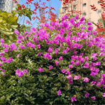 Set 2 Blueberry Ice Bougainvillea Plants Live, Flowering Bougainvillea Vine 4-8 Inches Tall, Climbing Plant for Outdoor Garden and Trellis