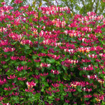 2 Purple Leaf Honeysuckle Plants Live for Planting, Fragrant, Easy to Grow, Perfect for Landscaping, No Pot, Ideal for Trellises Fences, Climbing or Bush, Rooted Cutting 8-12", Dormant No Leaf