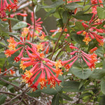 Major Wheeler Honeysuckle Plant Vine Seeds