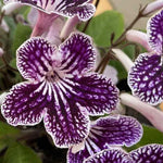 Grape Ice Streptocarpus Lady Slipper Plants in 3.25 Inch Pot, Live Flowering Houseplant for Patio, Containers and Indoor Gardening