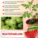 3-5 Inch Tall Sweet Red Watermelon Live Plant