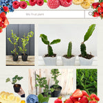 Pack 4 Assorted Fruit Plants Live, Strawberry, Blueberry, Raspberry, Banana (4–8” Tall), Edible Fruit Plants, Easy to Grow Indoor Outdoor