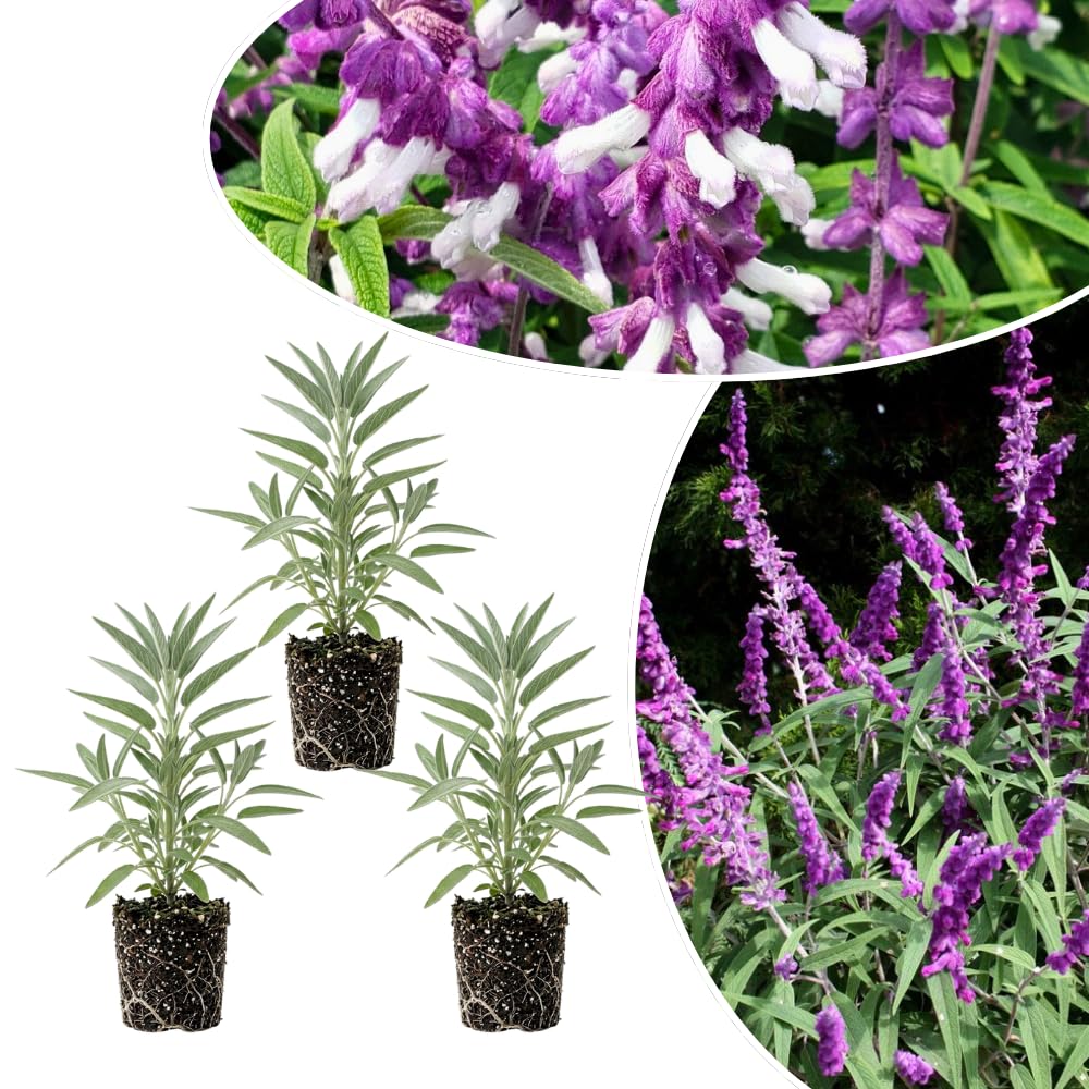 3 Light Purple Salvia Sage Plants 4–7" Tall, Perennial Live Flowering Garden Plants for Outdoor Growing, Vibrant Salvia Plant Starter