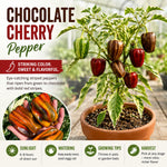 Set 2 Pepper Plants Live for Planting, Pepper Plant, 4-6 Inc Tall, Live Vegetable Plants for Indoor Outdoor Growing (Variegated Chocolate Cherry Peppers)