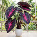 Red Black Colocasia Elephant Ear Plants Live 4–7 Inches Tall, Taro Alocasia Tropical Foliage Plants for Outdoor Garden Home Decor