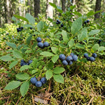 Huckleberry Tree Live in 4 Inch Pot, Berry Fruit Plant for Garden, Patio Containers and Backyard Growing, 4-6 Inches