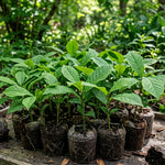 Pawpaw Live Plant, Home Garden Fruit Tree, 8-12 Inch Tall