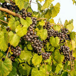 2 Rare Grape Vines Live Plants, Sweet Starter Grapevine from 5 to 8 Inches in Tall, Easy to Grow Indoor Outdoor, No Pot (Black Muscadine)